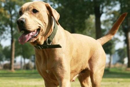 国产小型犬看家护院视频