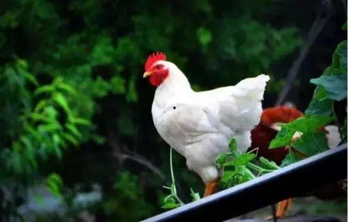 国产祖代鸡品种介绍视频,传承与创新，引领养殖新篇章