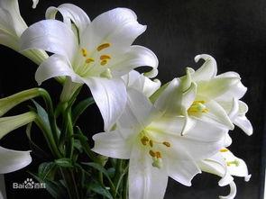 国产百合花杂交视频,培育新花种引领花卉产业革新