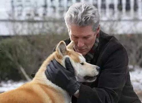 国产忠犬八公吐槽视频,国产吐槽版，狗狗的忠诚与搞笑瞬间