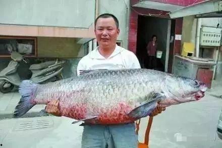 国产青鱼在线视频,探寻中华水族美食之源